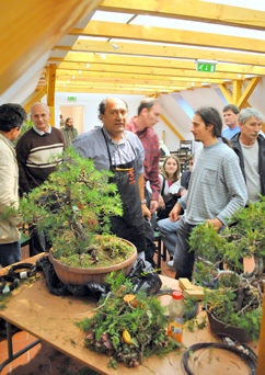 bonsai workshop alakitasi bemutato gyakorlati foglalkozas adriano bonini vezetesevel a mustra bonsai es suiseki kiallitason